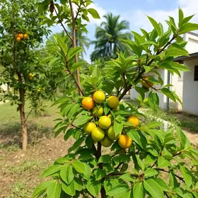 Prefeitura de Aracaju amplia arborização com plantio de árvores frutíferas no bairro Ponto Novo arborização